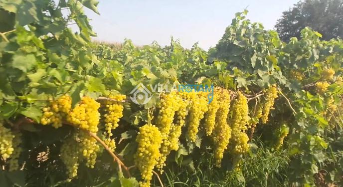 Üzümlü Köyü Hakkında