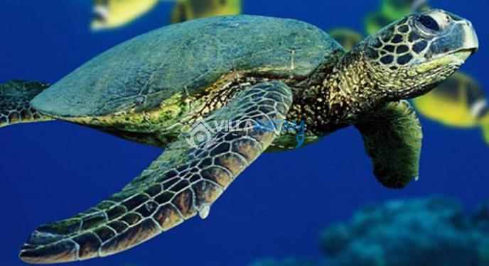 Caretta Caretta Hakkında